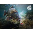 CSIGA CSALI Delphin D SNAX SHELL 30gr 12mm Mangó-Barack