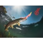 AROMA SPRAY Delphin STINX 30 ml Osztriga/Piros