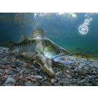 AROMA SPRAY Delphin STINX 30 ml Osztriga/Átlátszó