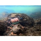 KOSÁR FEEDER Folyóvízi Delphin RiverSTIX; 150gr