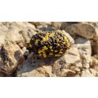 ETETŐPELLET Top Mix Dynamic Carp 800gr Ananász